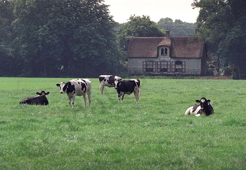 Hollandia, Amszterdam 