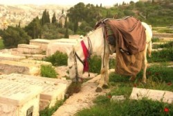 Az élő Jeruzsálem                