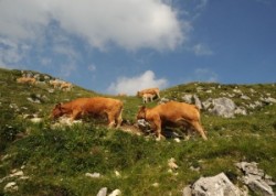 Monte Grapa